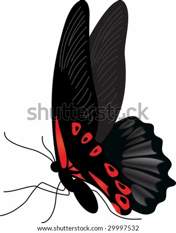 Butterfly, Vector version is in my portfolio