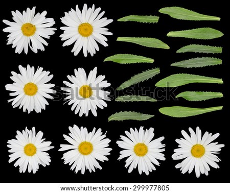 Big real gentle garden camomile flowers  and leaves set  isolated on black. On petals yellow spots of pollen
