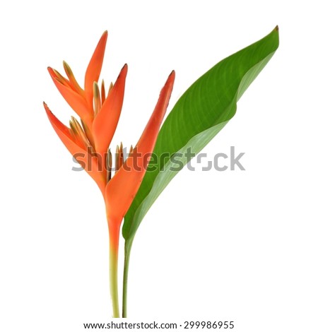 Heliconia : Golden Torch., Orange Torch. (H.psittacorum L.f. x H. spathocircinata Aristeguieta) blooming on isolate white background.
 Royalty-Free Stock Photo #299986955