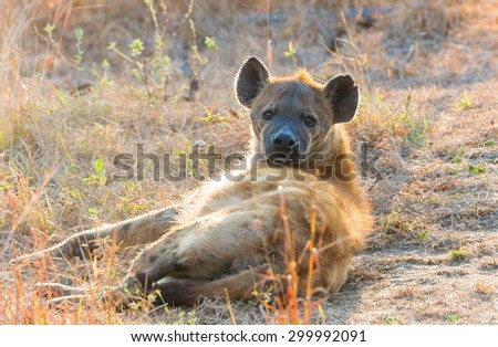 Currious hyena