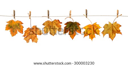 Maple branch hanging on clothesline isolated on white background