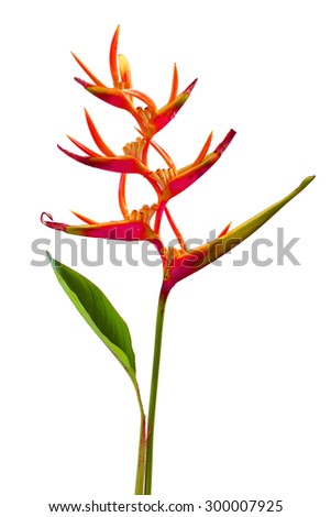Heliconia : Golden Torch., Orange Torch. (H.psittacorum L.f. x H. spathocircinata Aristeguieta) blooming on isolate white background.
 Royalty-Free Stock Photo #300007925