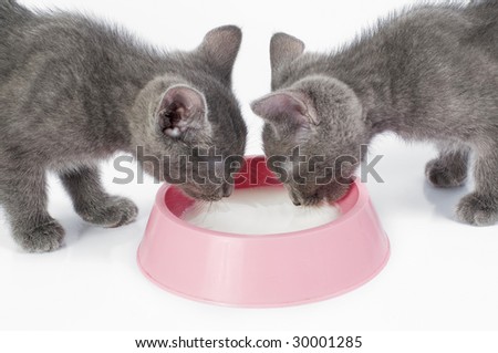 kittens are having a meal