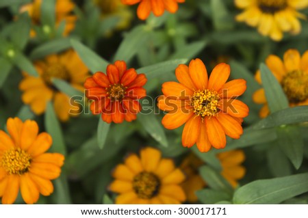 Orange Pot marigold (Calendula officinalis)