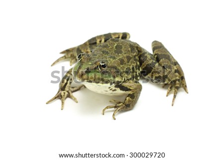 lake brown spotted frog on white background