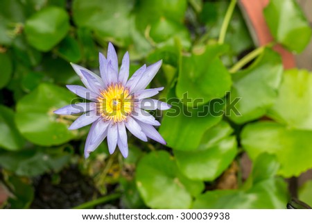 Closeup purple lotus with space on background vertical style