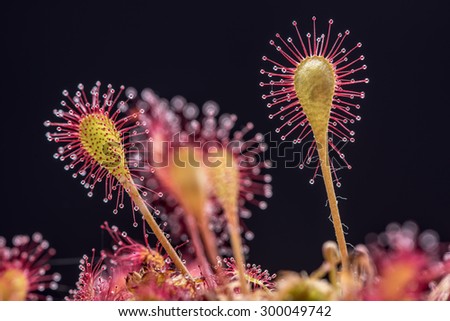 Sundew (Drosera) lives on swamps insects sticky leaves. Leaf of Sundew. Royalty-Free Stock Photo #300049742