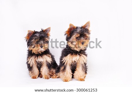 Two Yorkshire terrier puppy sitting on a white background