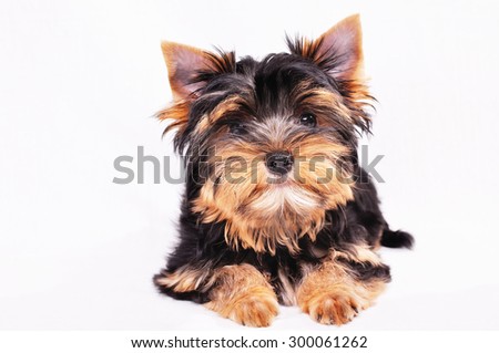 Yorkshire terrier puppy on a white background . He is looking at the camera .