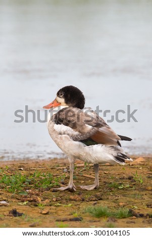 A juvenile Shelduck (Tadorna tadorna) stood on the shore with blurred water background, UK