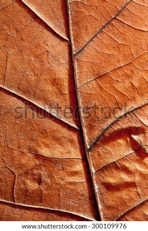 The leaf in autumn. Abstract background.