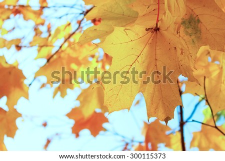 orange  maple leaf  in colorful autumn park, retro toned