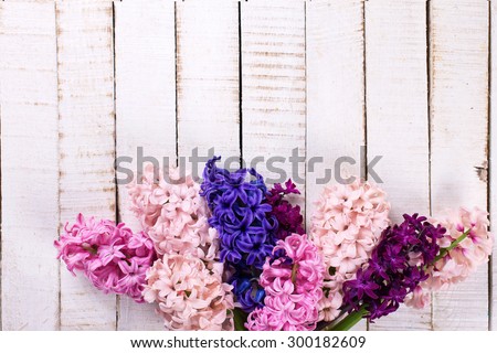 Background with fresh pink, violet, blue, purple hyacinths on white wooden planks. Selective focus. Place for text.