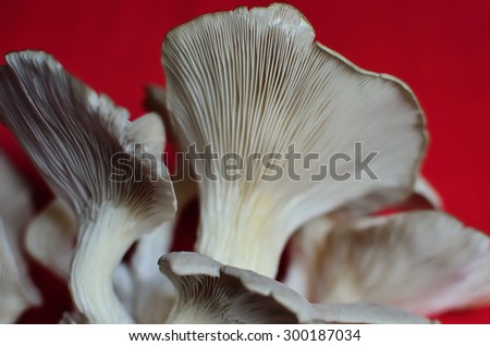 Oyster mushroom  /  Oyster as background (focus only on the top of the middle).