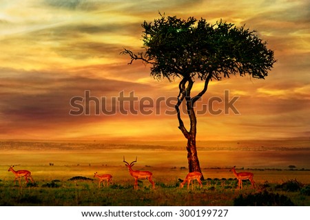Impala at African Sunset Background Royalty-Free Stock Photo #300199727