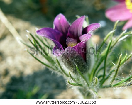 Macro flower