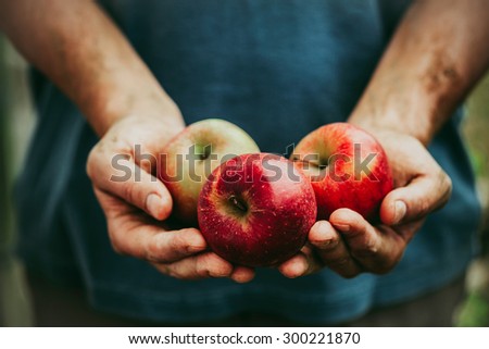 Organic fruit and vegetables. Farmers hands with freshly harvested apples. Royalty-Free Stock Photo #300221870