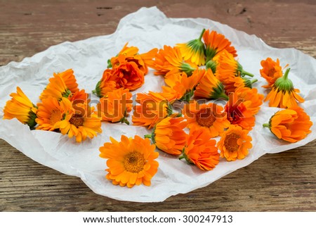 Calendula flowers harvested for drying on a paper and rustic wooden table