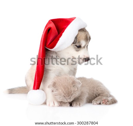 sleeping scottish kitten and Siberian Husky puppy with red santa hat. isolated on white background