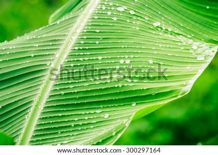 de focused and blurry light background and soft light and similar and green leaves and water drop and be strong sunlight after rainy day