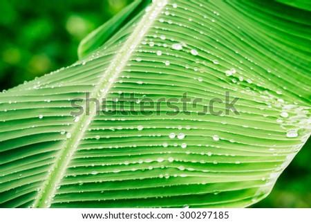 de focused and blurry light background and soft light abd similar and green leaves and water drop and be strong sunlight after rainy day