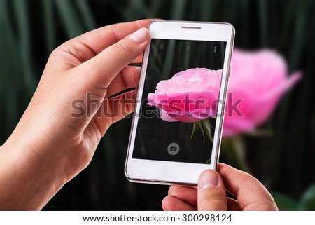 a woman using a smart phone to take a photo of a pink rose