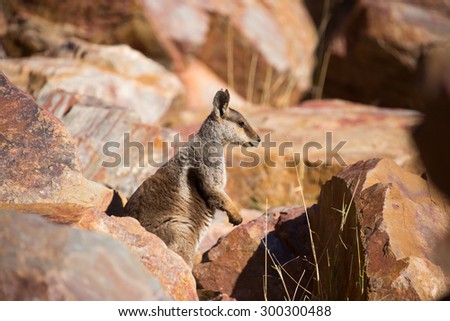 A rare sighting of a rock wallaby amongst rocks in a cliff face at Ormiston Gorge in Northern Territory, Australia