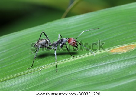 Insect on the leaf