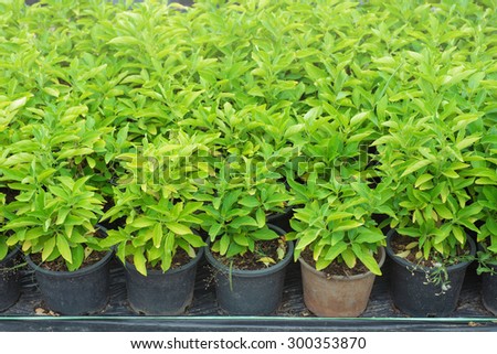 	nursery stock,  nursery plants, planting stock