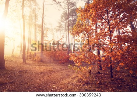 Sunny autumn morning in the forest