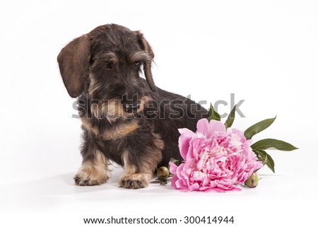The dog of brown color sits on a white background, the flower of pink color lies nearby.