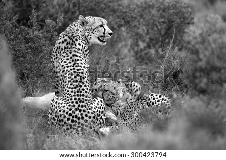 A coalition of cheetah after catching and killing a blesbuck. South Africa
