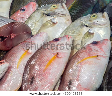 fish set on ice sea market. Seafood on ice, background Sea food