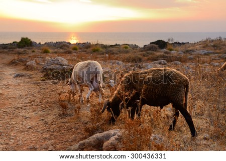 sheep and goat pasture over sunset