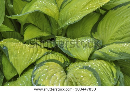 Raindrops on green hosta leaves.