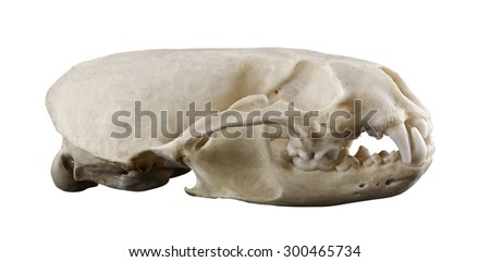 Otter skull isolated on the white background. Closed mouth. Lateral view. Focus on full depth.