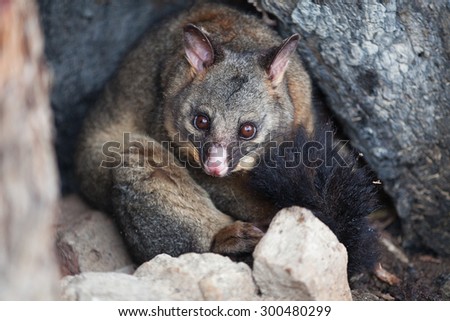 Common Brushtail Possum (Trichosurus vulpecula) sheltering in a hollow tree during a cold winter day, Tasmania Royalty-Free Stock Photo #300480299