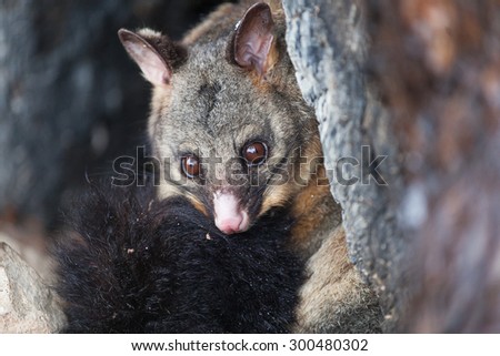 Common Brushtail Possum (Trichosurus vulpecula) sheltering in a hollow tree during a cold winter day, Tasmania