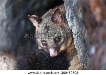 Common Brushtail Possum (Trichosurus vulpecula) sheltering in a hollow tree during a cold winter day, Tasmania
