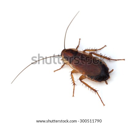 Female PennsylvaniaÃ?Â Wood Cockroach (ParcoblattaÃ?Â pennsylvanica) on a white background