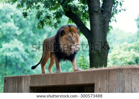 Picture of a male lion.