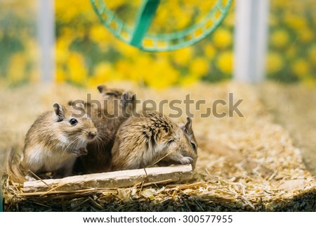 Meriones unguiculatus, the Mongolian jird or Mongolian gerbil is a rodent belonging to subfamily Gerbillinae