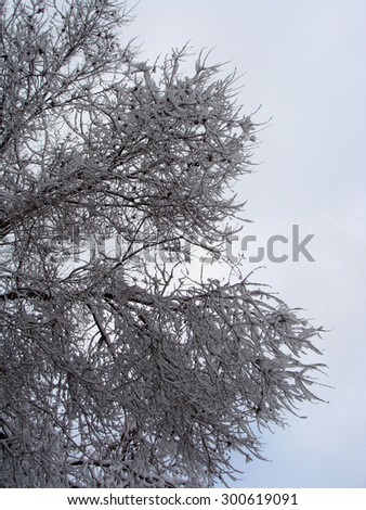 Image of winter tree snow tree cold