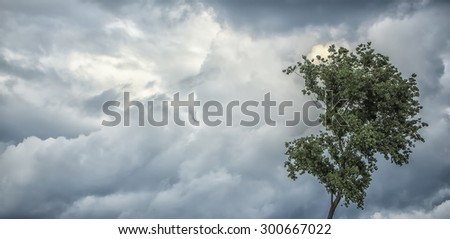Natural panoramic background of cloudy grey gloomy sky with cumulus in windy cold unpleasant weather and one tree with green leaves on wind copyspace, horizontal picture