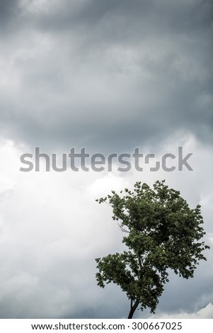 Natural background of cloudy grey gloomy sky in bad windy cold unpleasant weather and one tree with green leaves on wind copyspace, vertical picture