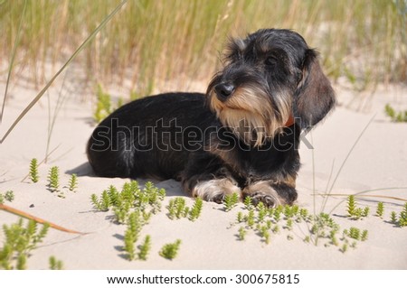 dachshund dog sitting on sand 