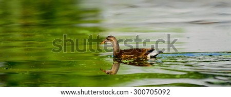 Beautiful Duck in Dal Lake Royalty-Free Stock Photo #300705092