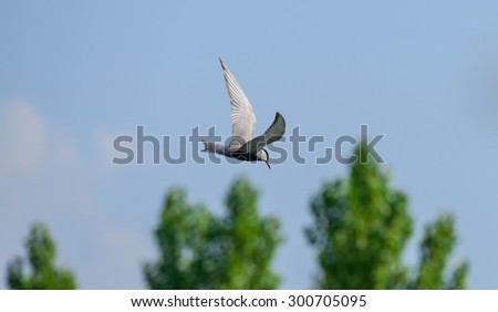 Flight of a bird over Dal Lake, Srinagar Royalty-Free Stock Photo #300705095