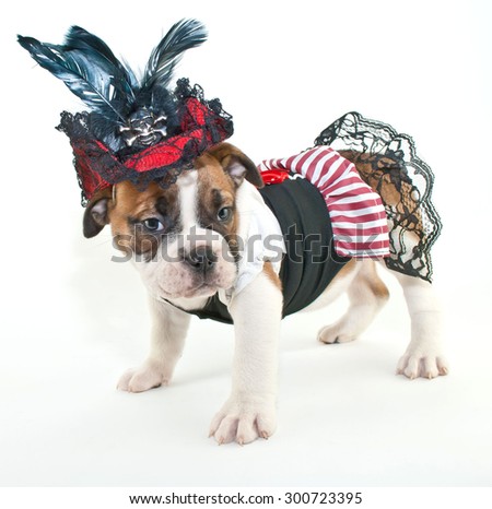 Silly Bulldog puppy dressed up like a pirate wench on a white background.