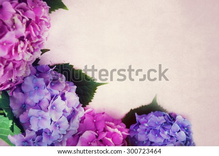 Border of hortensia flowers.